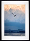 Flight of Fancy (Framed)