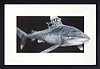 Siren (Framed)