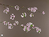 Pink Cherry Blossom II