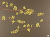 Yellow Blossom on Gold