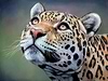 Jaguar King