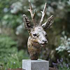 Roe Buck Head - 2021