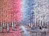 Many Silver Birches
