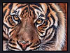 The Eyes Never Lie... (Framed)