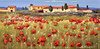 Campi di Rosso