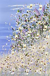 Coast In Bloom IV