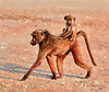 Hitchin' a Ride