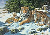 Tiger Family