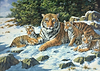 Tiger Family