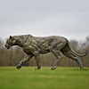 Lioness Life Size - 2019