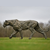 Lioness Life Size - 2019