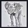 Elephant Calf Sparkle (Framed)