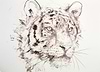 Tiger Study VIII