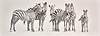 Zebra Herd