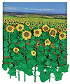 Girasoles