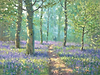 Bluebell Walk II