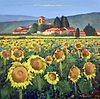 Girasoli soleggiati