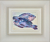 Black Seabass (Framed)
