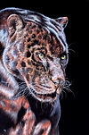 Panther Prowling