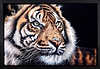 Relaxing Tiger (Framed)