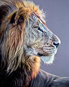 Wild and Proud