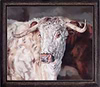 British Longhorn II