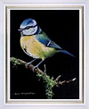Bluetit V (Framed)