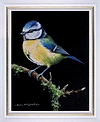 Bluetit V (Framed)