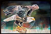 The Eagle Has Landed (Framed)