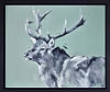 Cherished Stag (Framed)