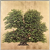 The Troubadour Oak (Framed)