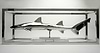Leopard Shark