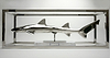 Leopard Shark