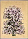Penelope Flowering Damson Blossom (Framed)