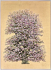Penelope Flowering Damson Blossom (Framed)