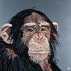 Cheeky Chimp