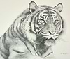 Sumatran Tiger