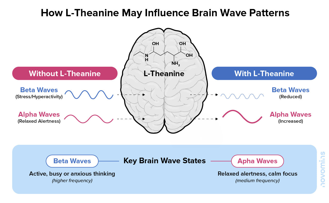 L-Theanine Effect on Brain