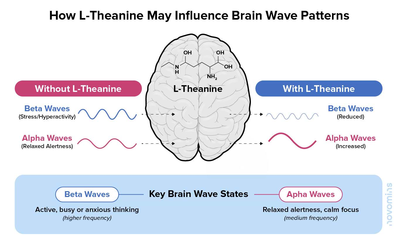 L-Theanine Effect on Brain