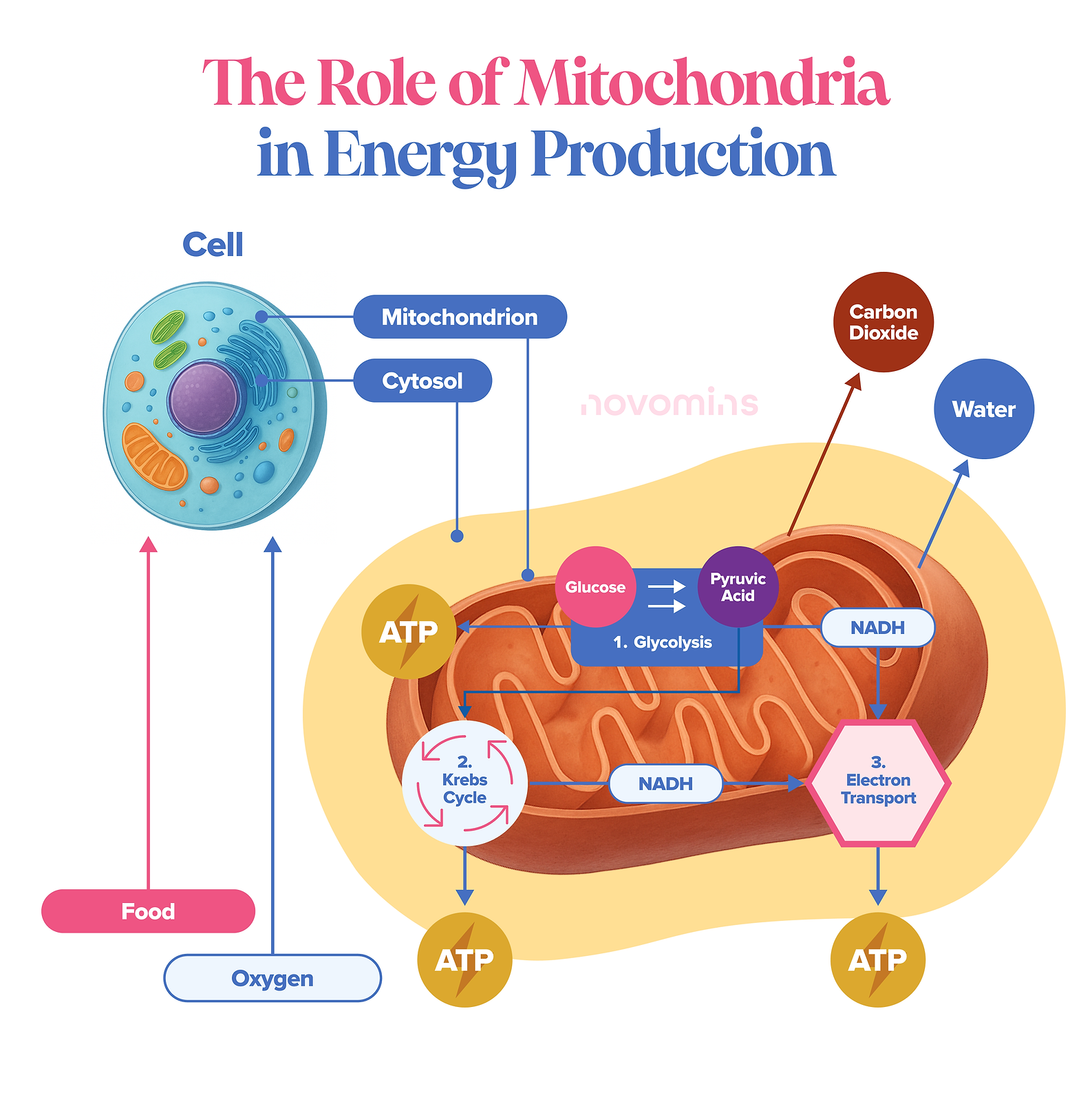 The Role of Mitochondria & NAD+ in Energy Production