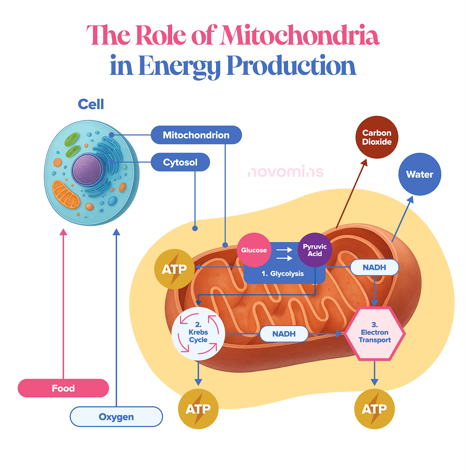 what are mitochondria, what do mitochondria do