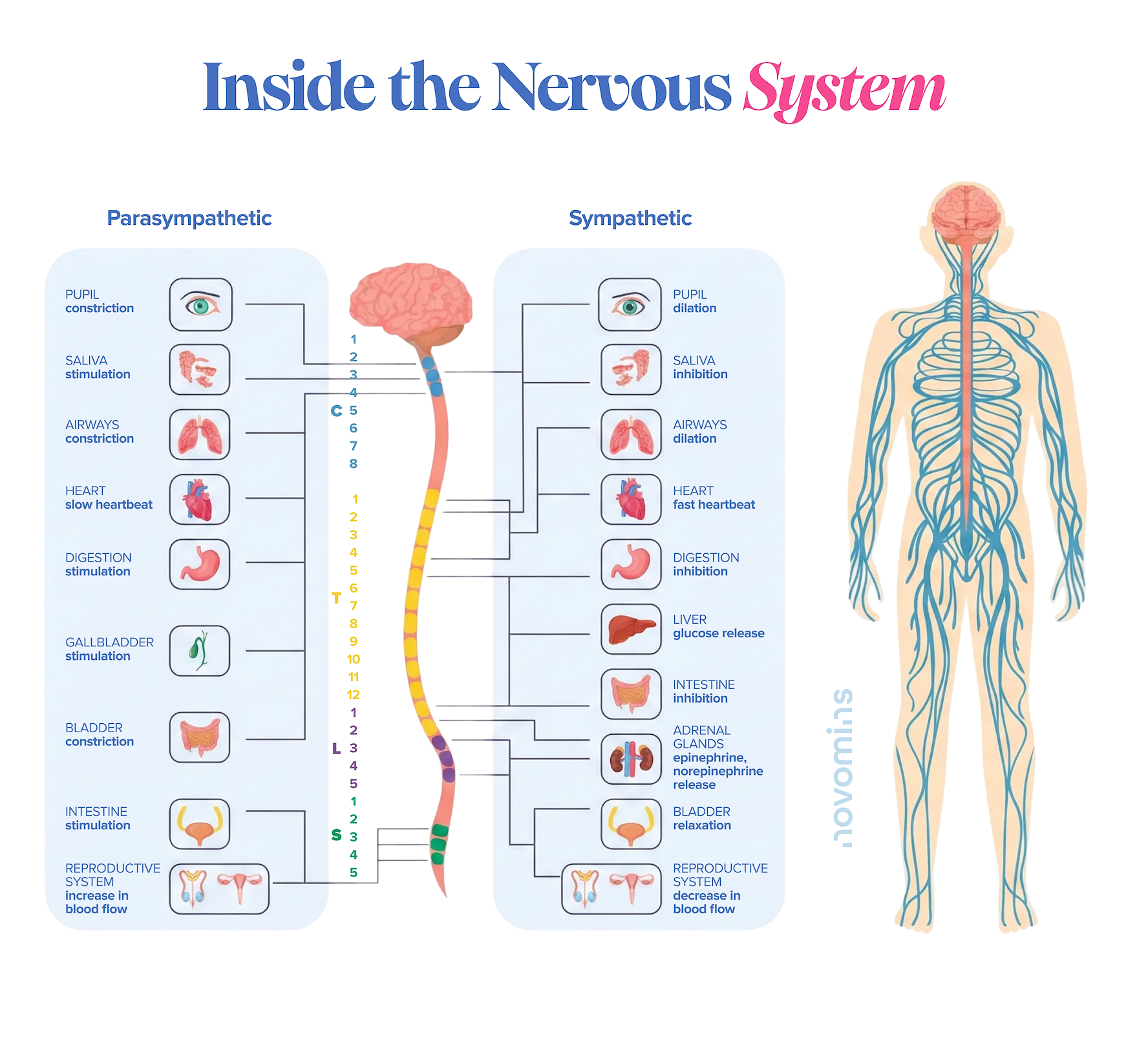 Inside the Nervous System Relax Gummies