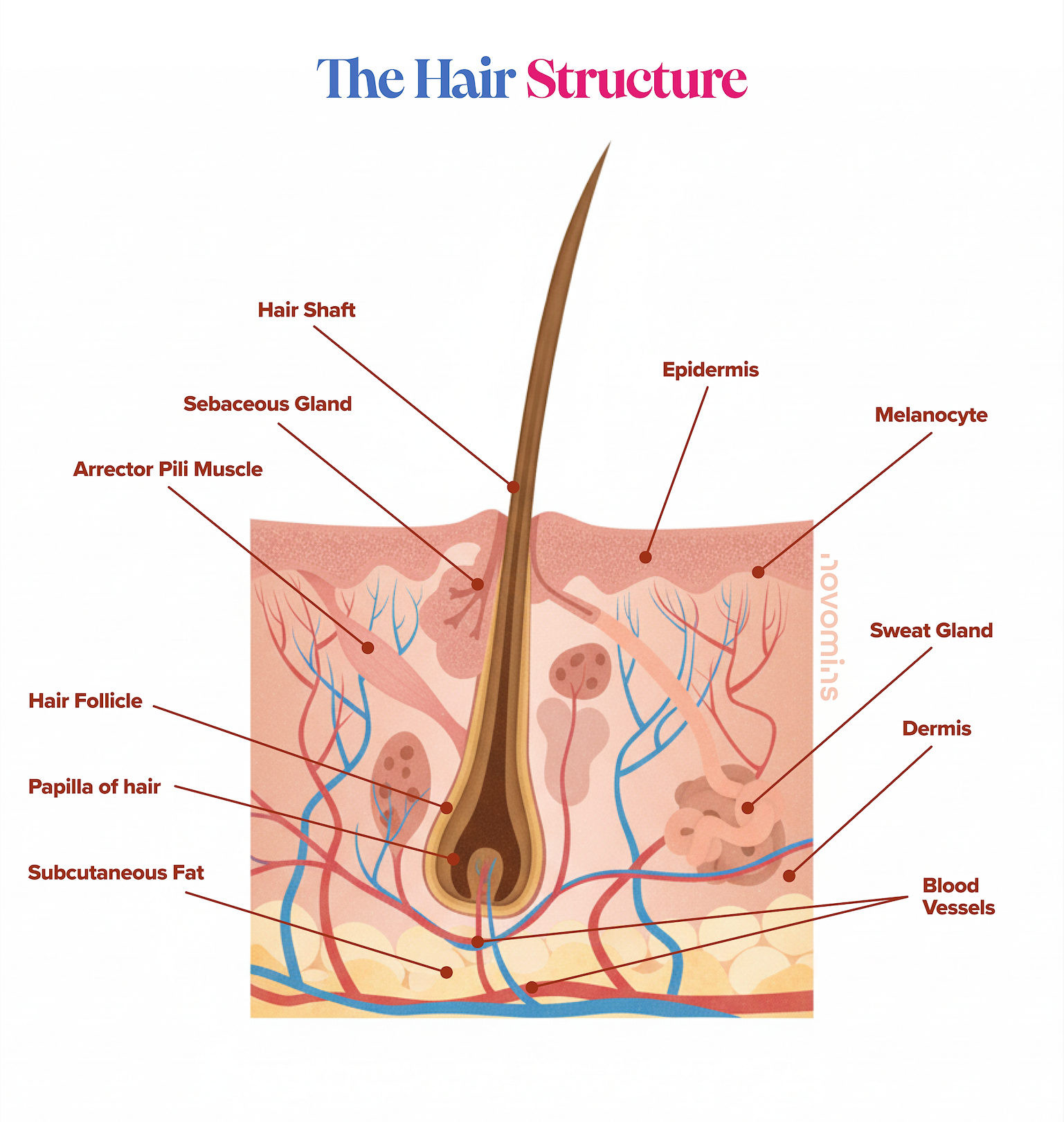 Estructura del cabello
