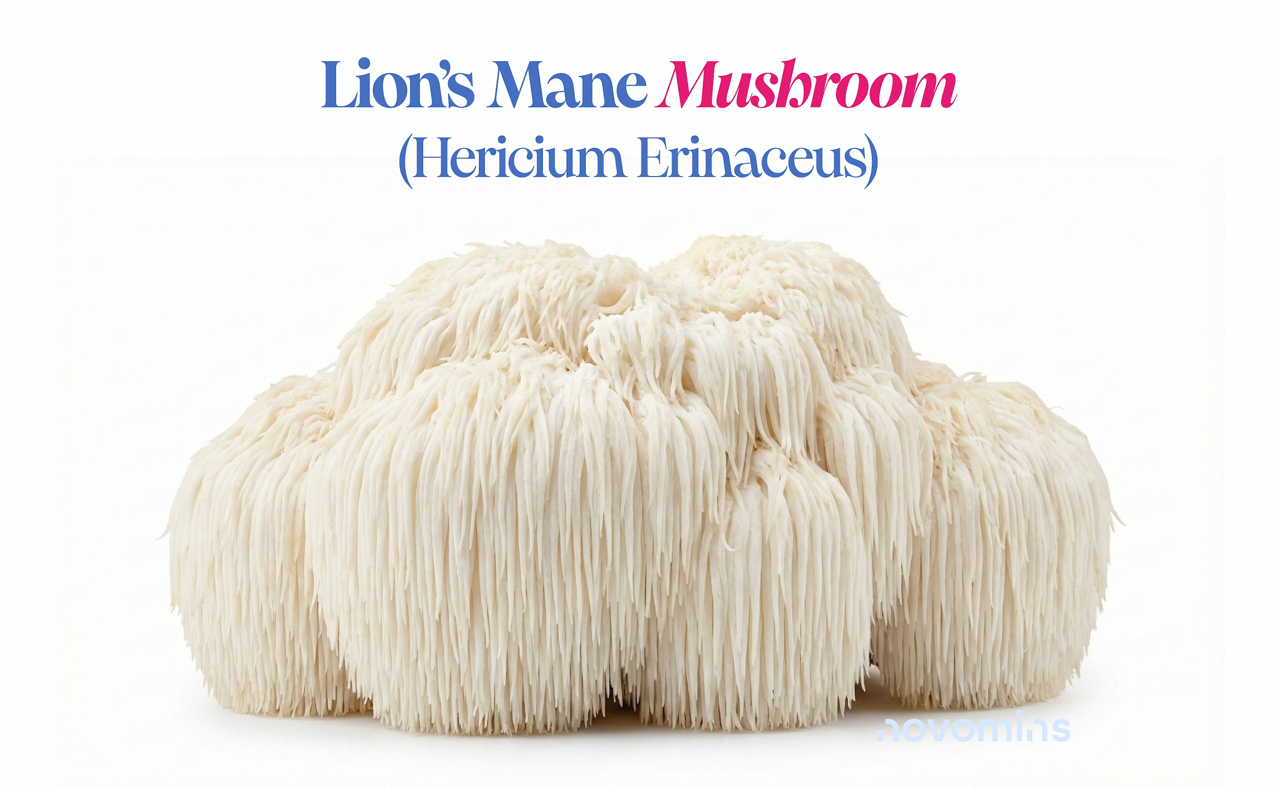 Lion's Mane for Kids. What is Lion's Mane