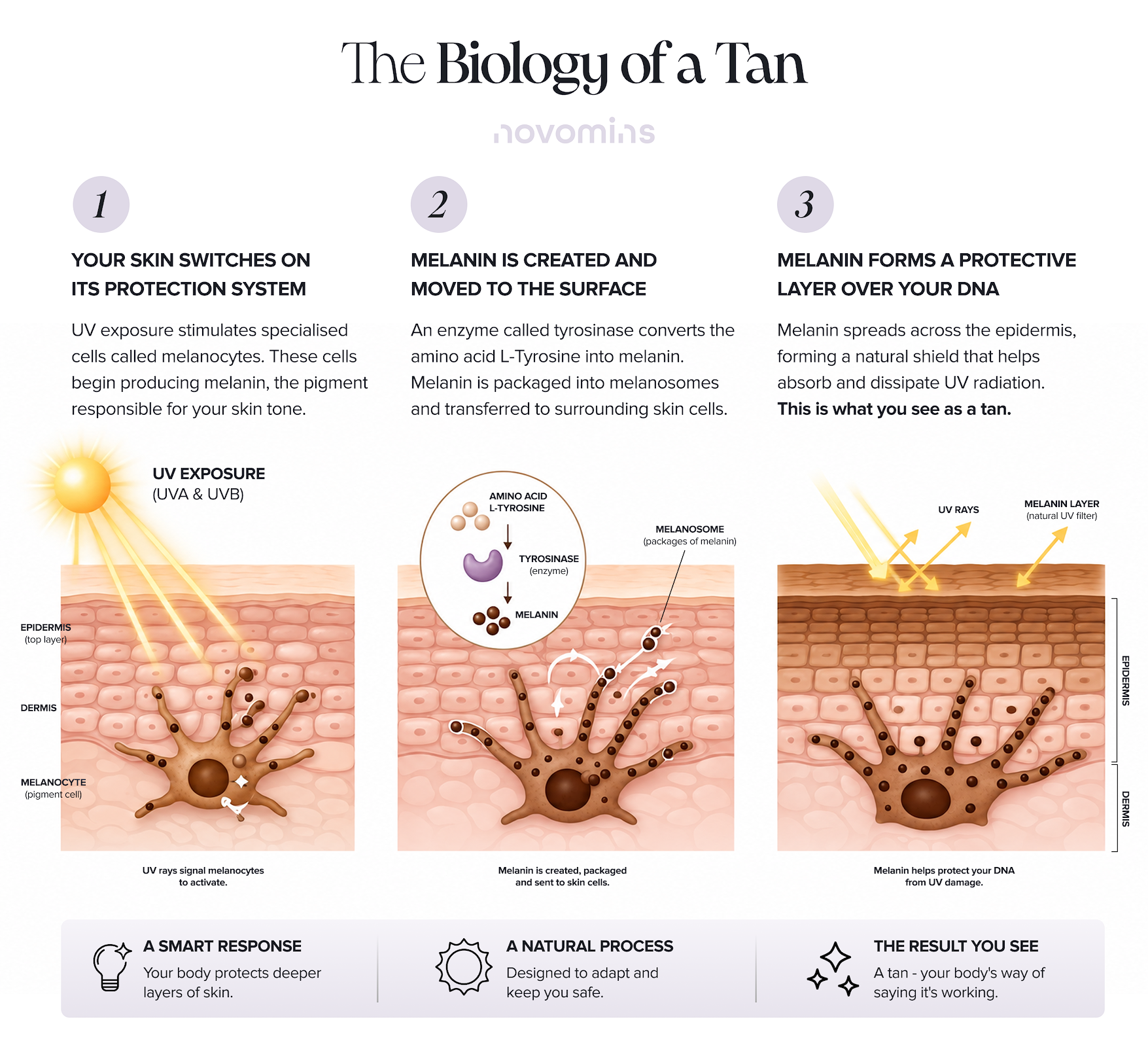 The Biology of A Tan