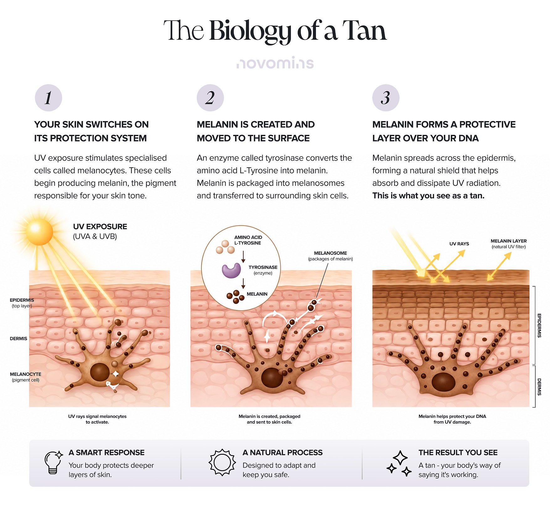 The Biology of A Tan