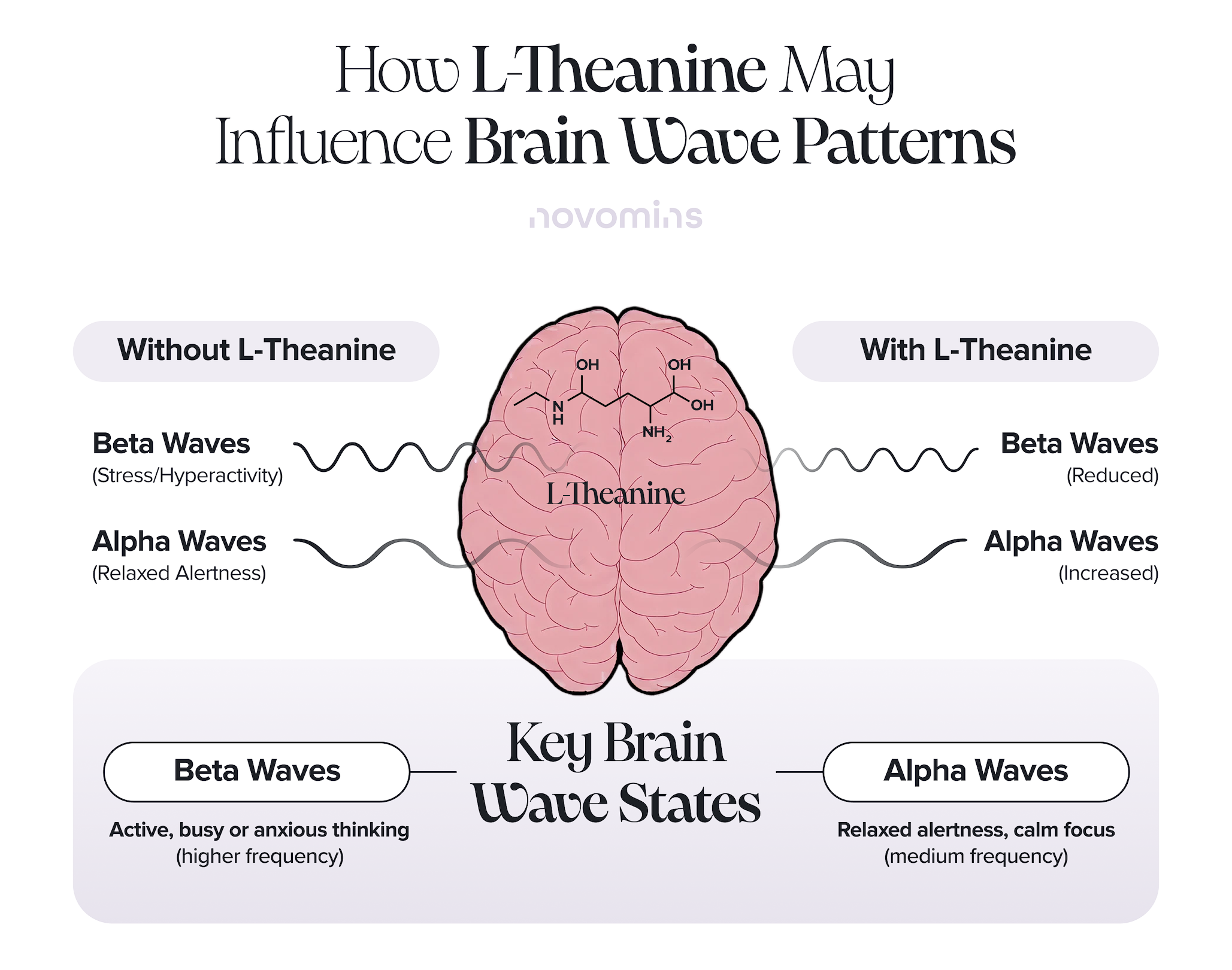 How L-Theanine May Influence Brain Wave Patterns