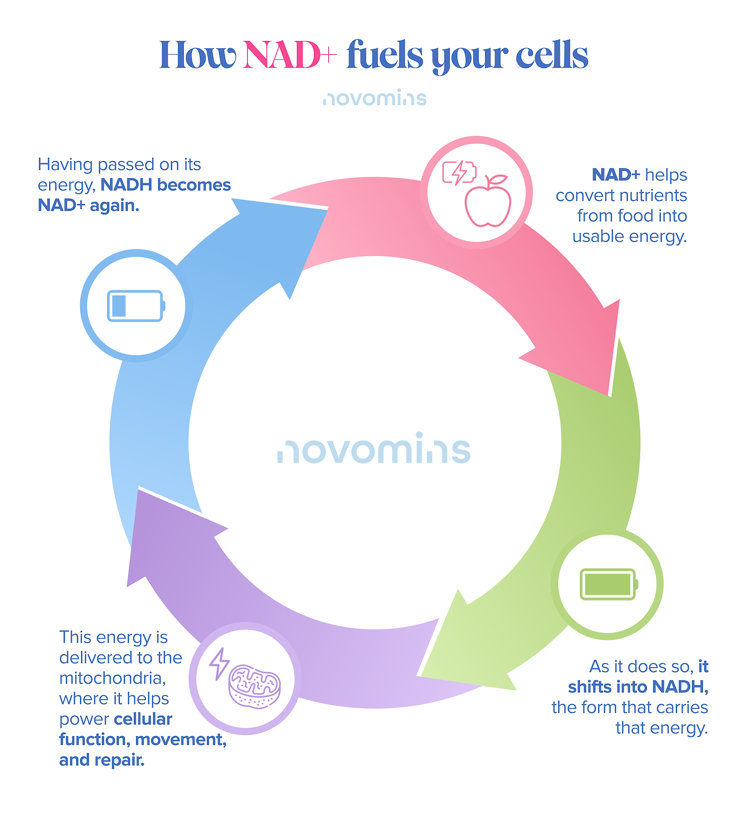 How NAD+ Fuels Your Cells