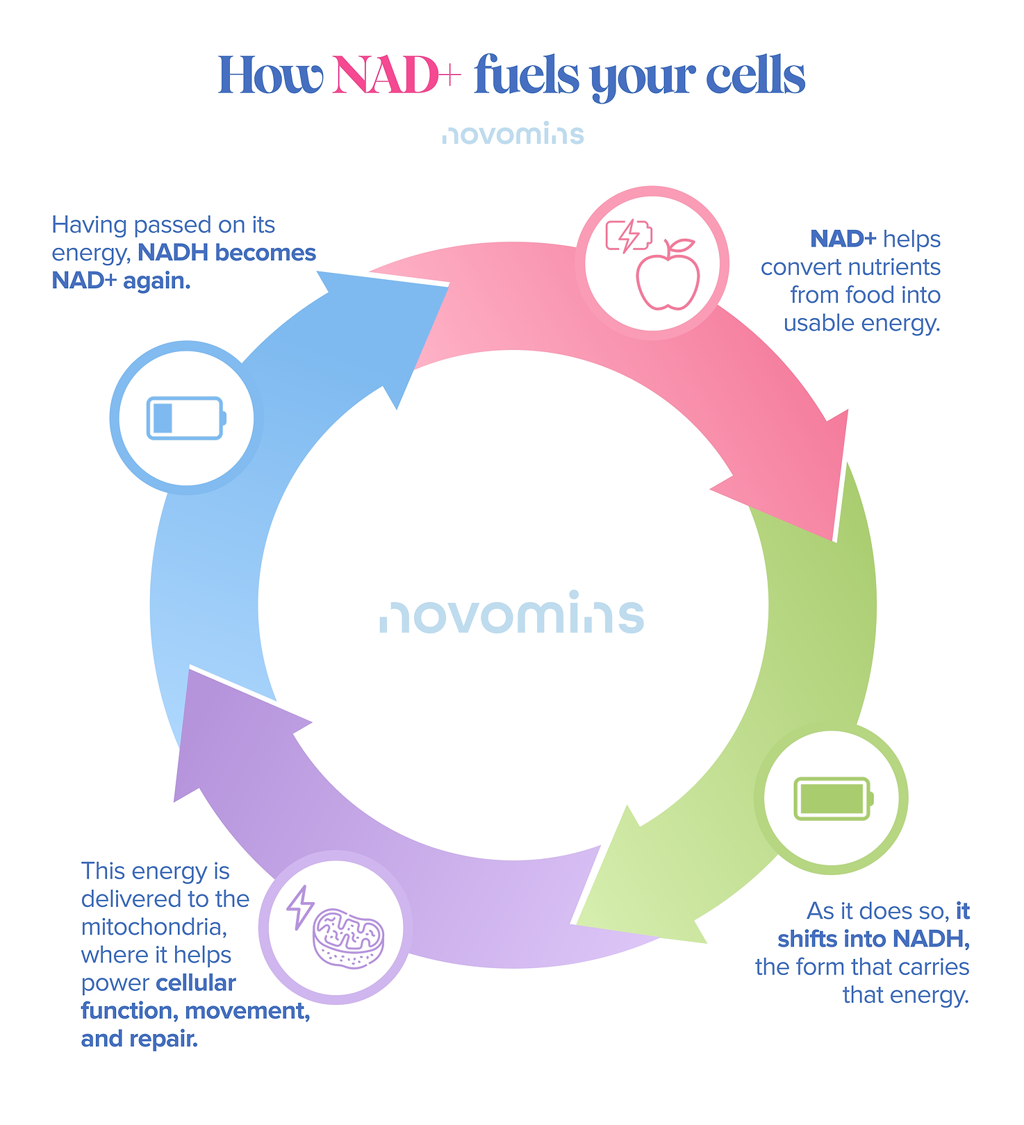 How NAD+ Fuels Your Cells
