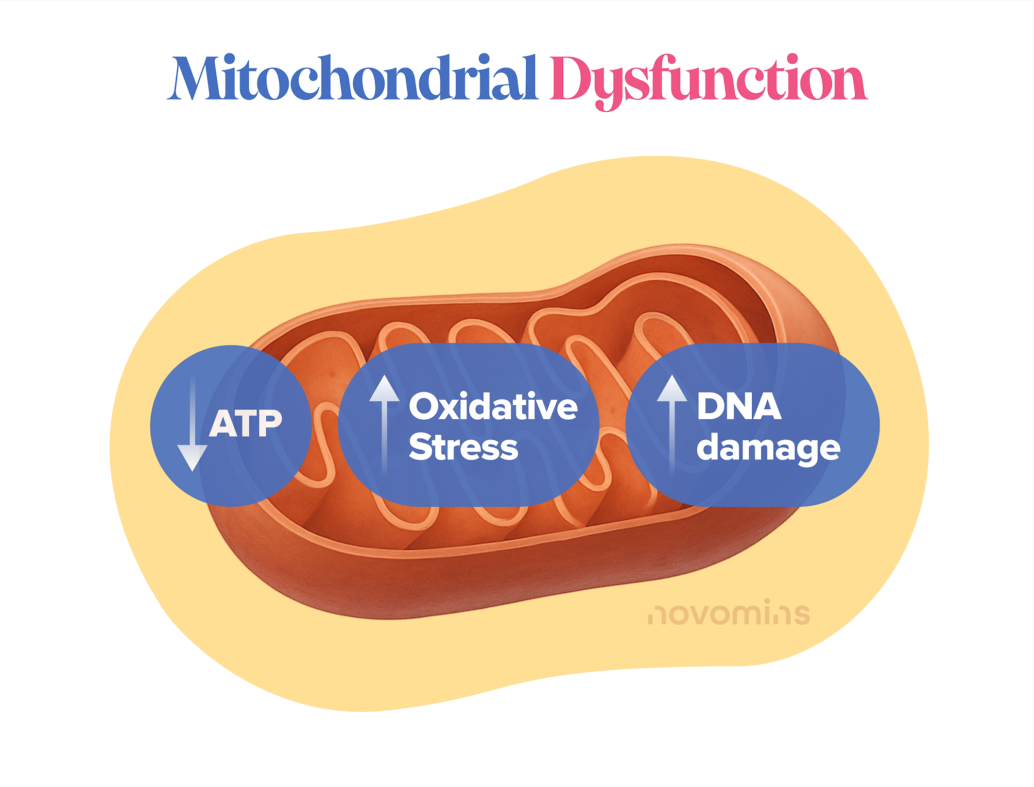 mitochondrial dysfunction